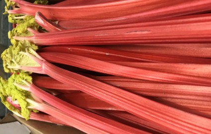 Forced Rhubarb