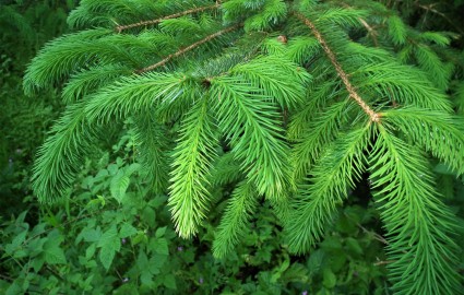 Pine Needles Young