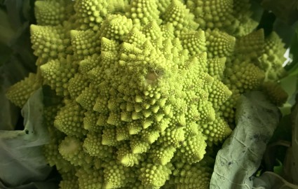 Romanesco4