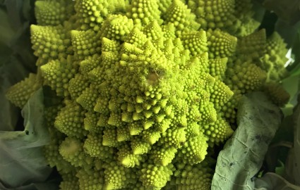 Romanesco5