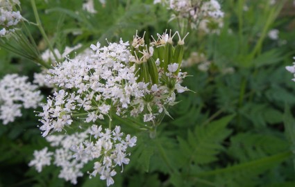 Sweet Ciceley Flower And Seed